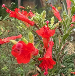 Epilobium canum 'Western Hills''